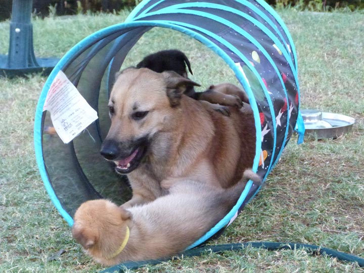 chinook dog